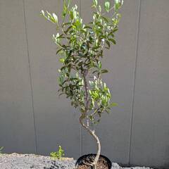 ③オリーブの木 仕立て物 7号プラ鉢の画像