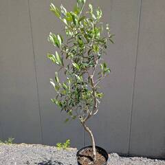 ③オリーブの木 仕立て物 7号プラ鉢の画像