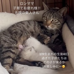 ＊動物病院内で合同譲渡会＊ - 熊本市