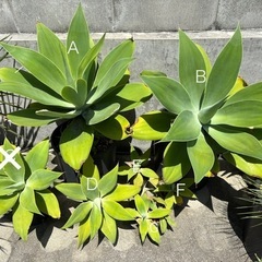 Agave アガベ　アテナータ