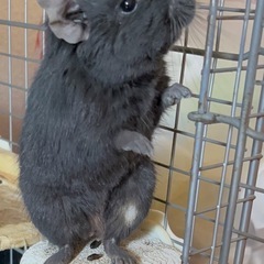 デグーマウス　オス　ブラック