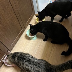 美人　黒猫　（マンチカン） − 鹿児島県