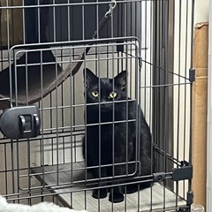 美人　黒猫　（マンチカン） - 鹿児島市