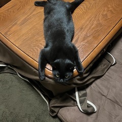 美人　黒猫　（マンチカン）