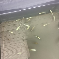 お任せメダカ　３０匹の画像