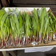 業者にんにく　天然物