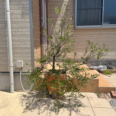 オリーブの木　植木鉢付