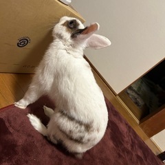うさぎ里親さん募集