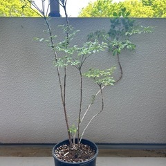 観葉植物　シマトネリコ 0円
