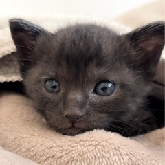 かわいい黒猫・男の子