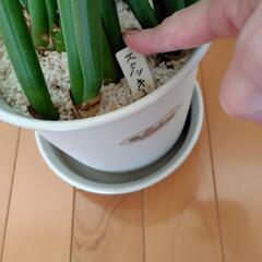お譲りします　スタッキー　観葉植物の画像