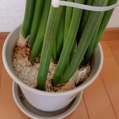 お譲りします　スタッキー　観葉植物の画像