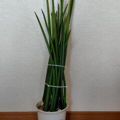 お譲りします　スタッキー　観葉植物