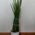 ランキングキーワードに紐づく投稿画像-観葉植物