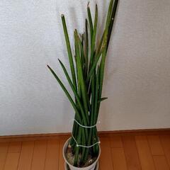 お譲りします　スタッキー　観葉植物の画像