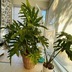 ランキングキーワードに紐づく投稿画像-観葉植物