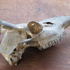 日本鹿 鹿の角 小鹿 頭蓋骨 インテリア オブジェ ディスプレイ