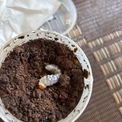 ギラファノコギリクワガタ幼虫の画像