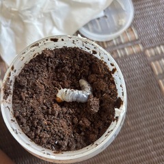 ギラファノコギリクワガタ幼虫の画像