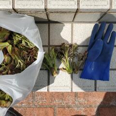 タラの芽20個