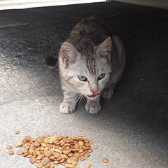 子猫