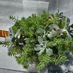 素焼きアンティーク　多肉植物　寄せ植え２種の画像