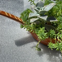 素焼きアンティーク　多肉植物　寄せ植え２種