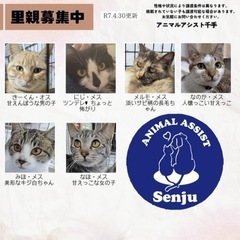 ＊動物病院内で合同譲渡会＊ - その他