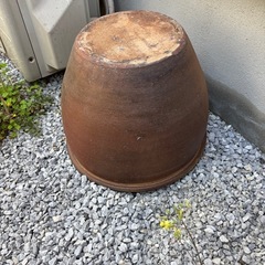 メダカ飼育
