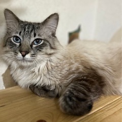 シャム風　長毛　オス　1〜2才くらい