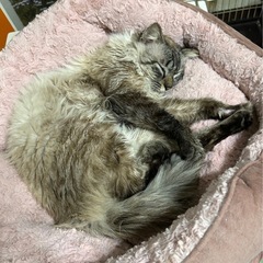 シャム風　長毛　オス　1〜2才くらい - 猫