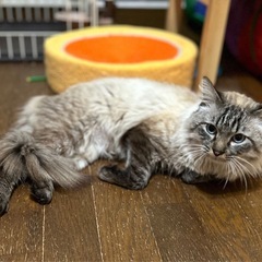シャム風　長毛　オス　1〜2才くらい - 仲多度郡