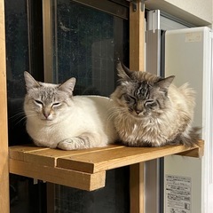 シャム風　メス　1〜2才くらい - 里親募集