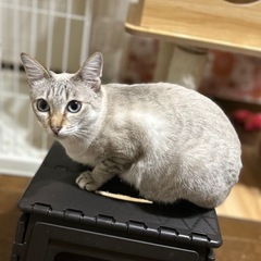 シャム風　メス　1〜2才くらい