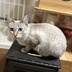 ランキングキーワードに紐づく投稿画像-うさぎ