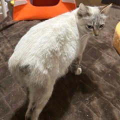 シャム風　メス　1〜2才くらい − 香川県