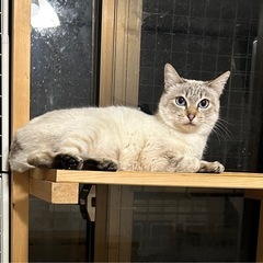 シャム風　メス　1〜2才くらい - 仲多度郡