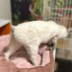 シャム風　メス　1〜2才くらい - 猫