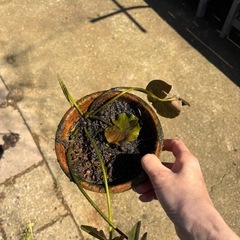 睡蓮鉢植え