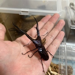 タランドゥスかレギウスの幼虫を売っていた抱きたいです。お願いします💦