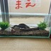 ランキングキーワードに紐づく投稿画像-多肉植物