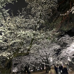 お花見