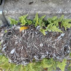 （代理出品5/14）植物