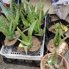 アロエベラ　中