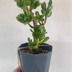 【植替え済育成中】金のなる木　植物