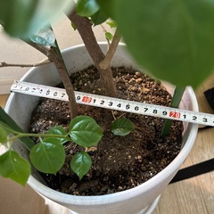 ブーゲンビリア　差し上げますの画像
