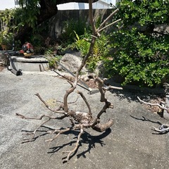 松の木枝切り落とし