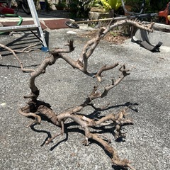 松の木枝切り落としの画像