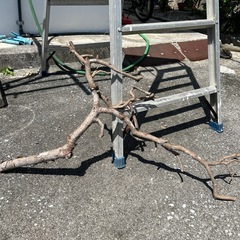松の木枝切り落としの画像