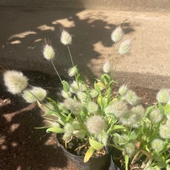 ラグラス